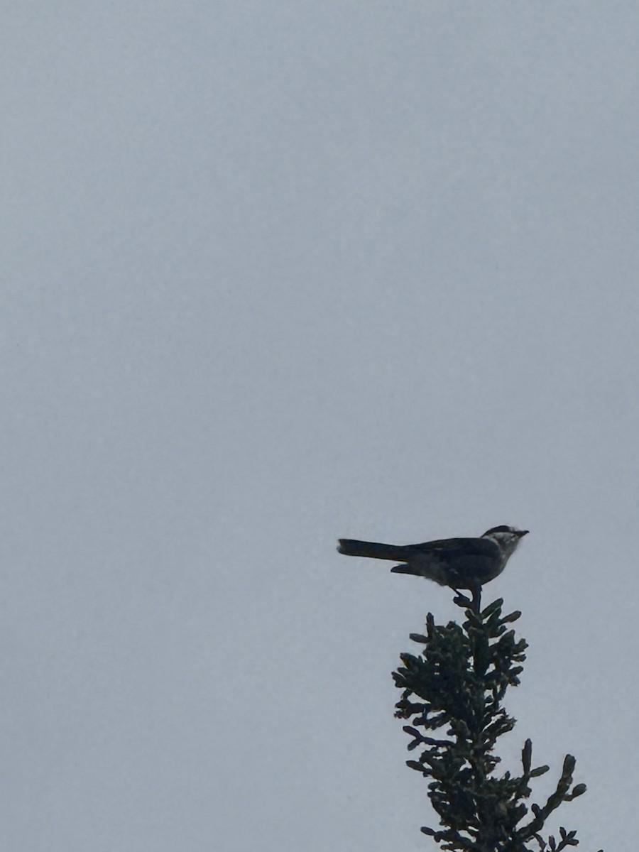 Canada Jay - ML642185186