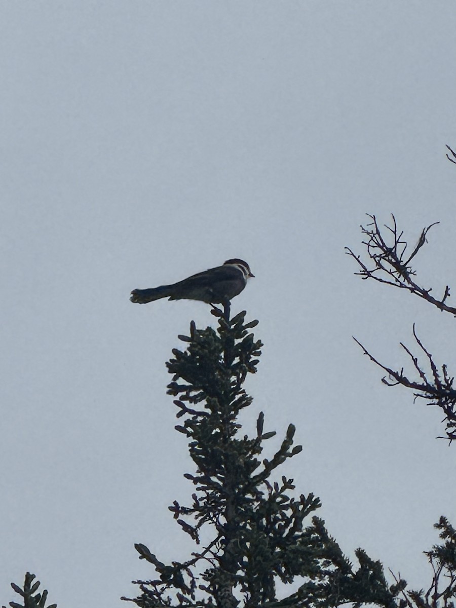 Canada Jay - ML642185187