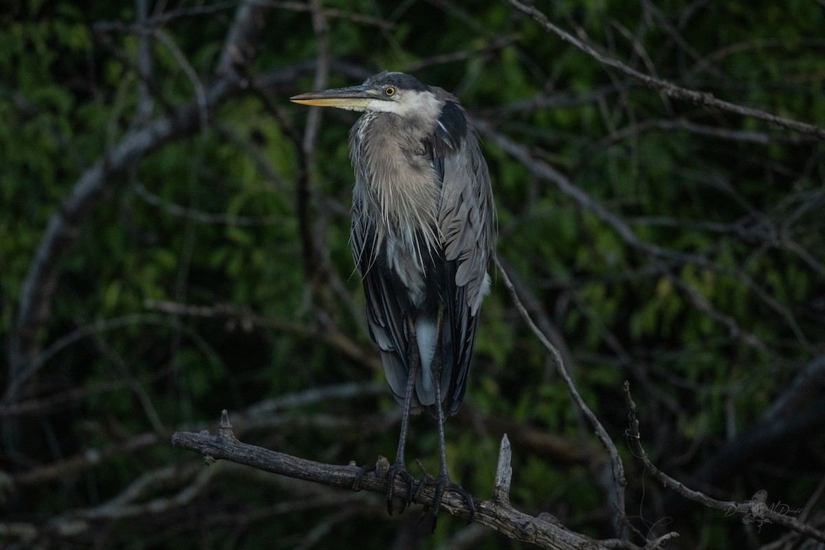 Great Blue Heron - ML642185199