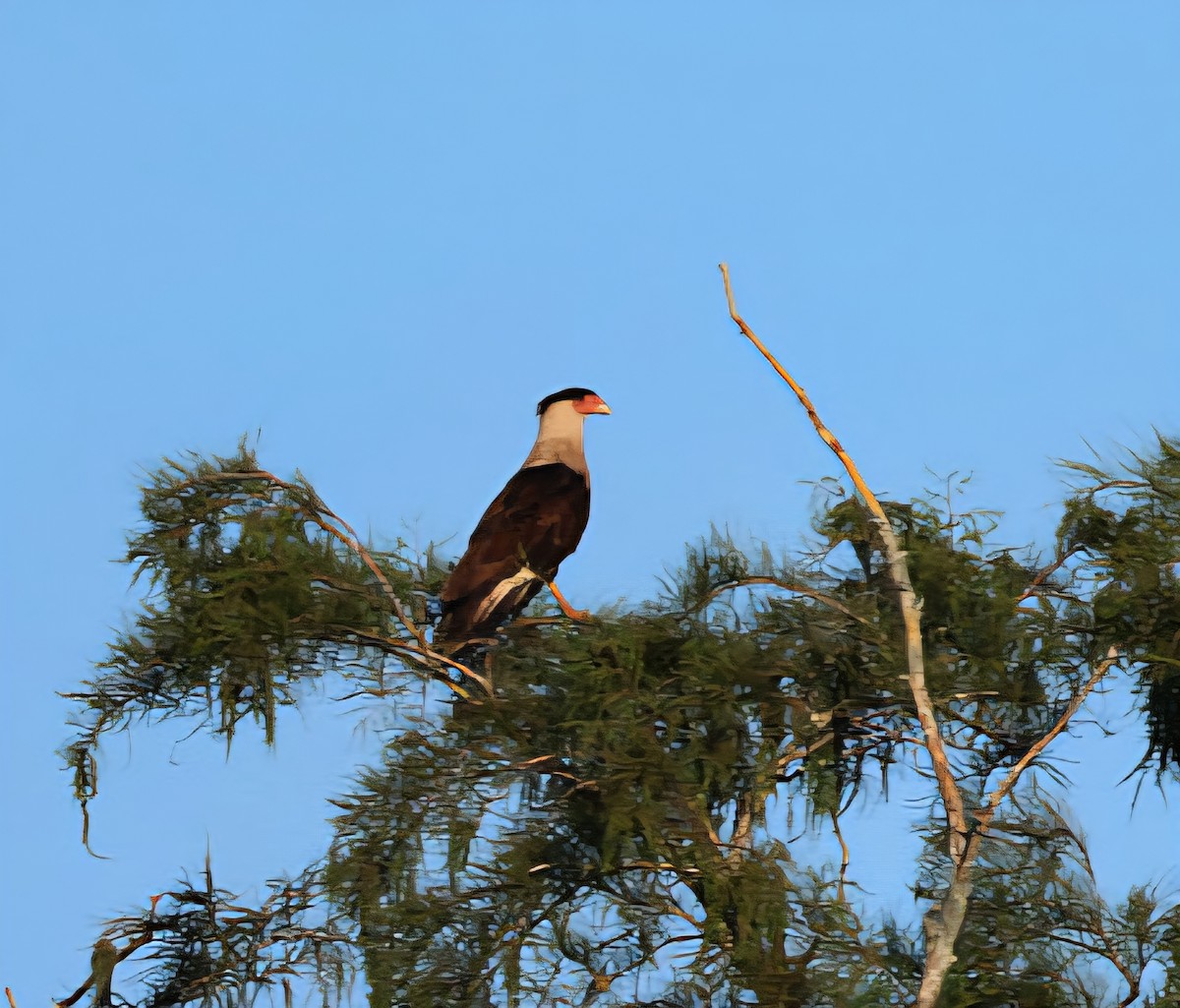 Crested Caracara (Northern) - ML642185201