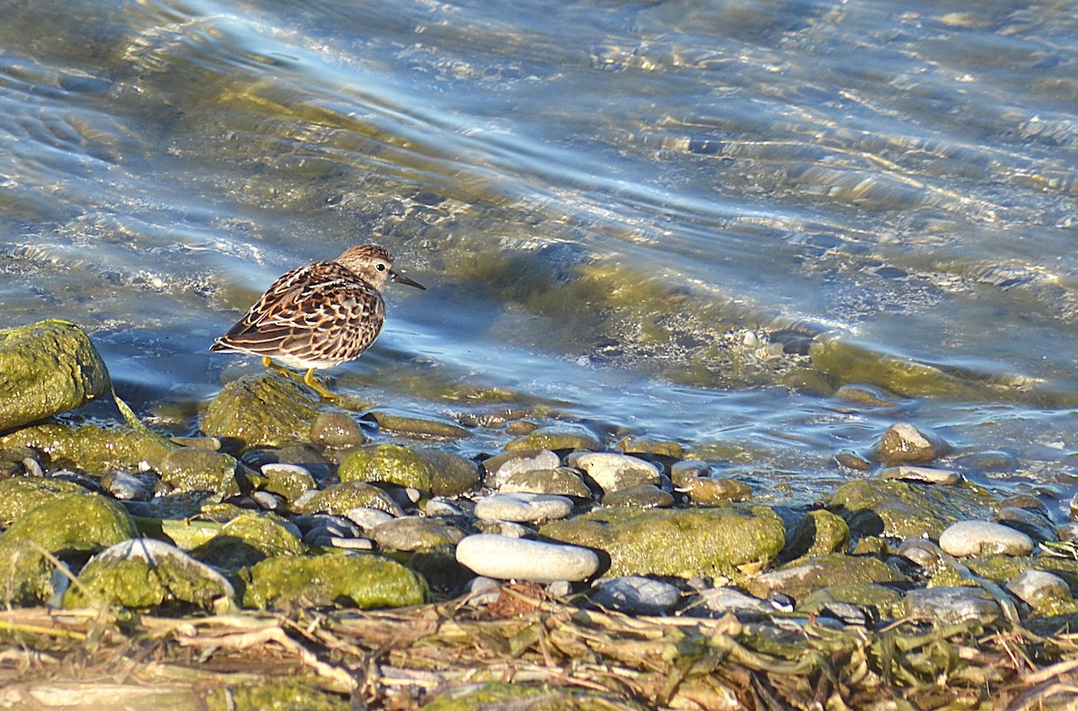 Least Sandpiper - ML642185212