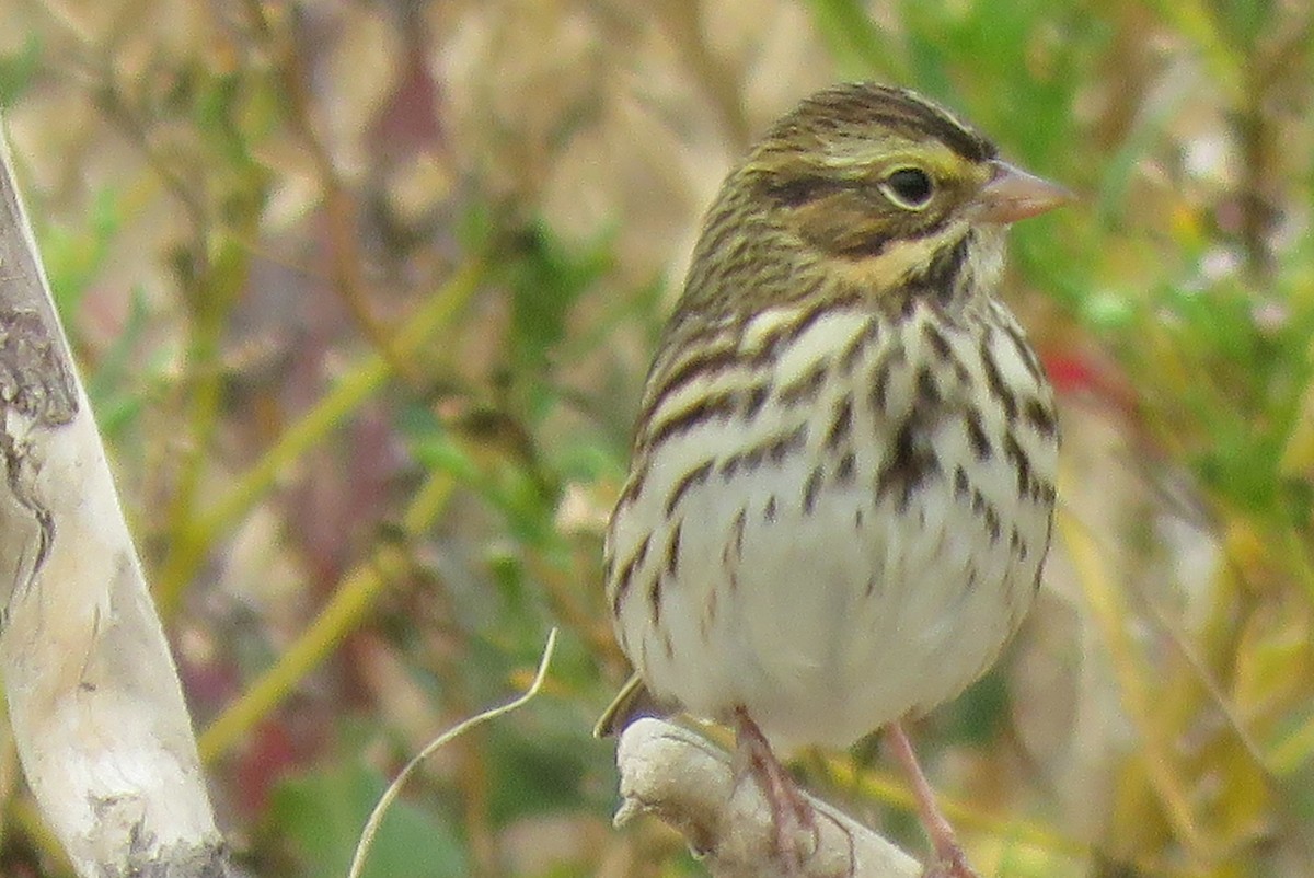 Savannah Sparrow - ML642185220