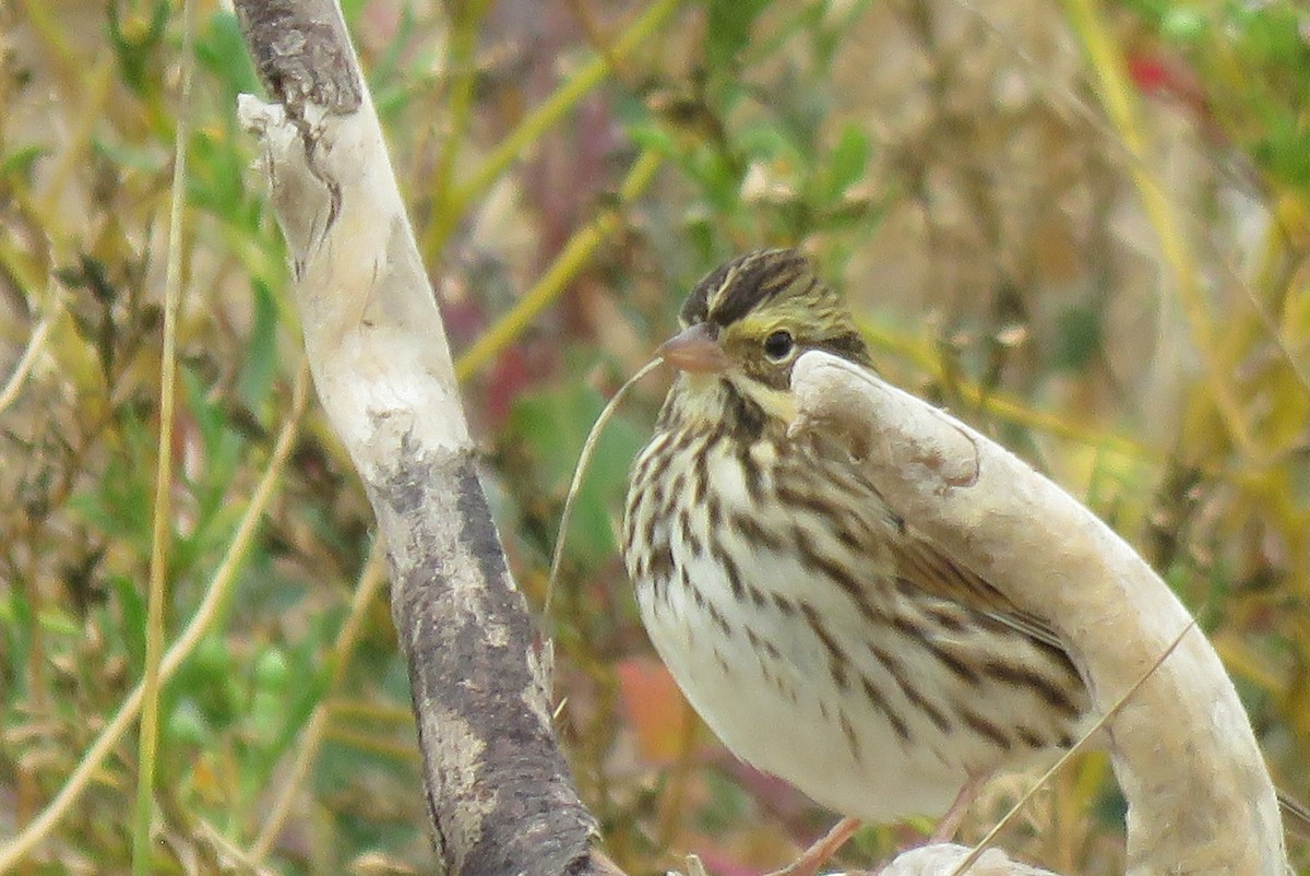 Savannah Sparrow - ML642185221