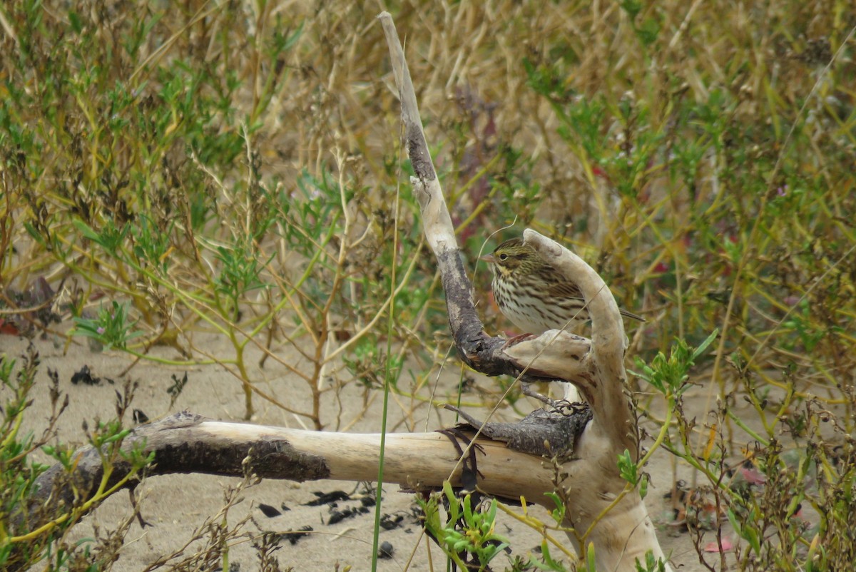 Savannah Sparrow - ML642185222