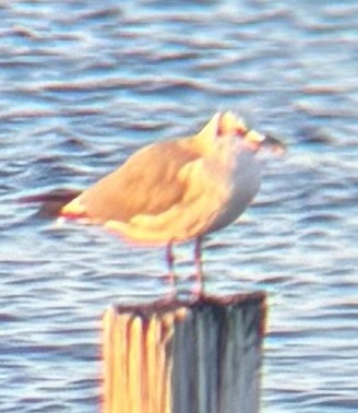 Antxeta mokogorri amerikarra - ML642185247