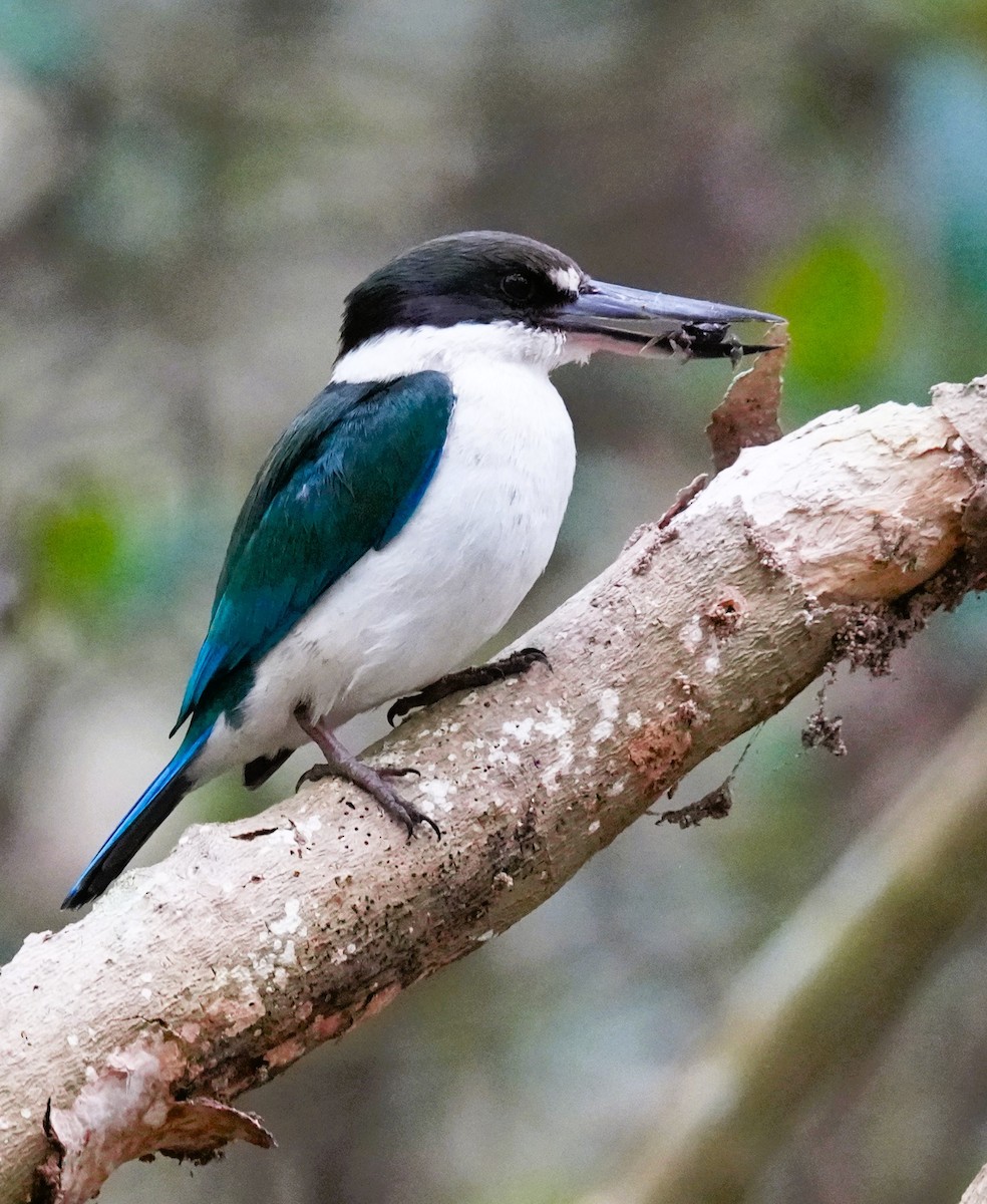 Torresian Kingfisher - ML642185255