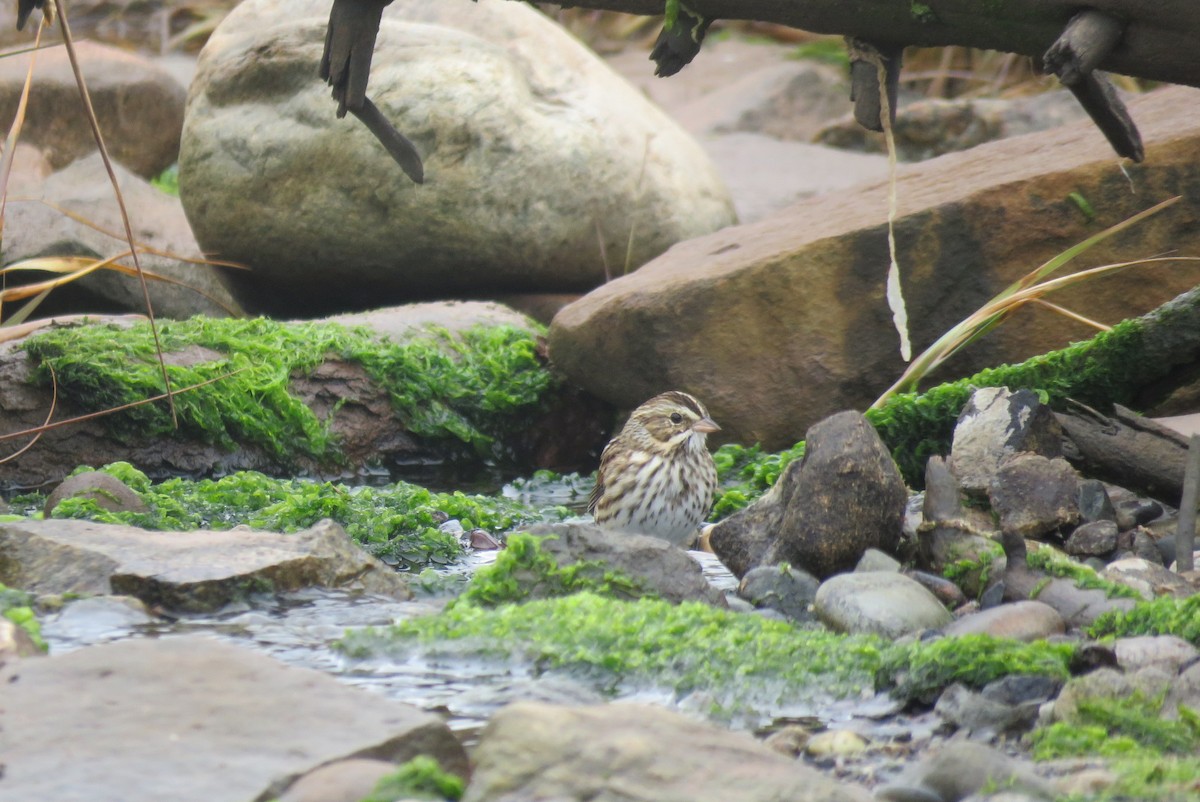 Savannah Sparrow - ML642185257