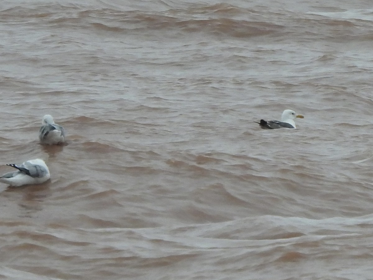 Zafferano - ML642185258