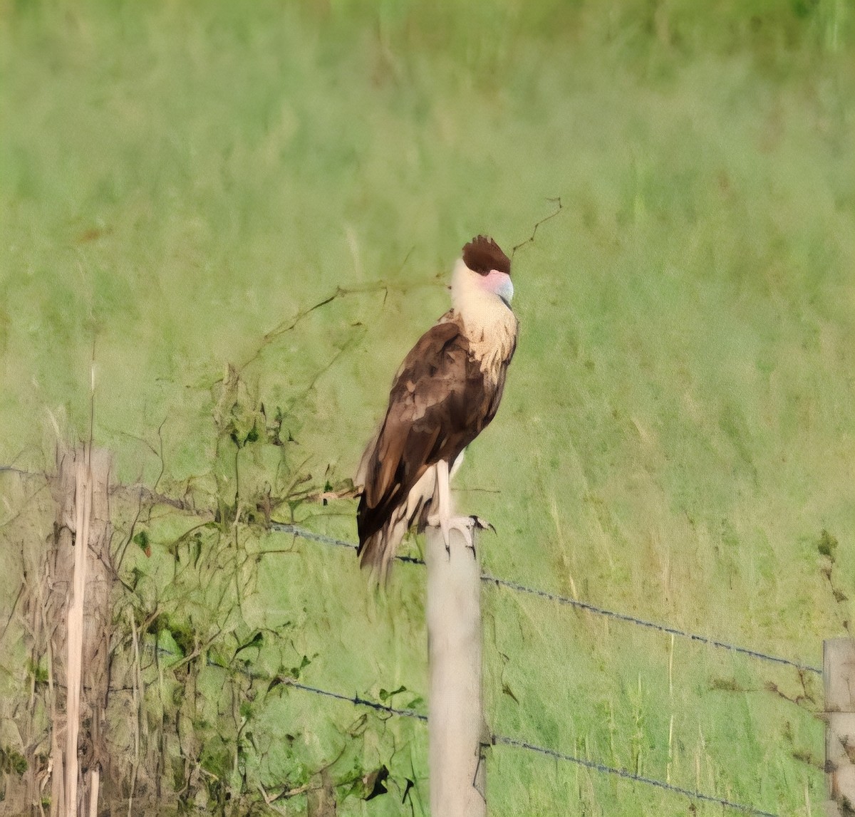 Crested Caracara (Northern) - ML642185266