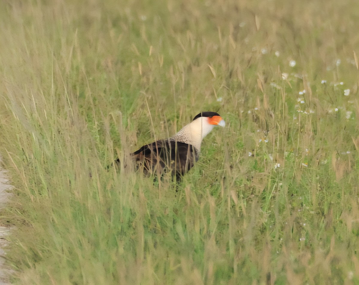 Crested Caracara (Northern) - ML642185267