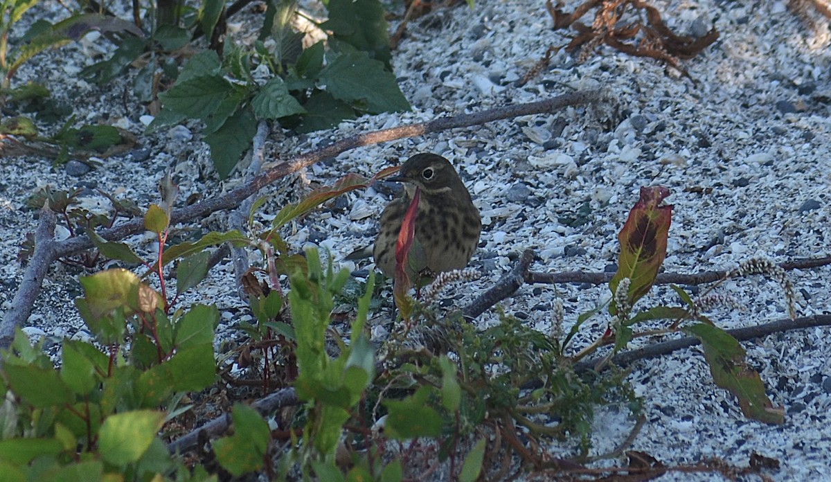 American Pipit - ML642185274