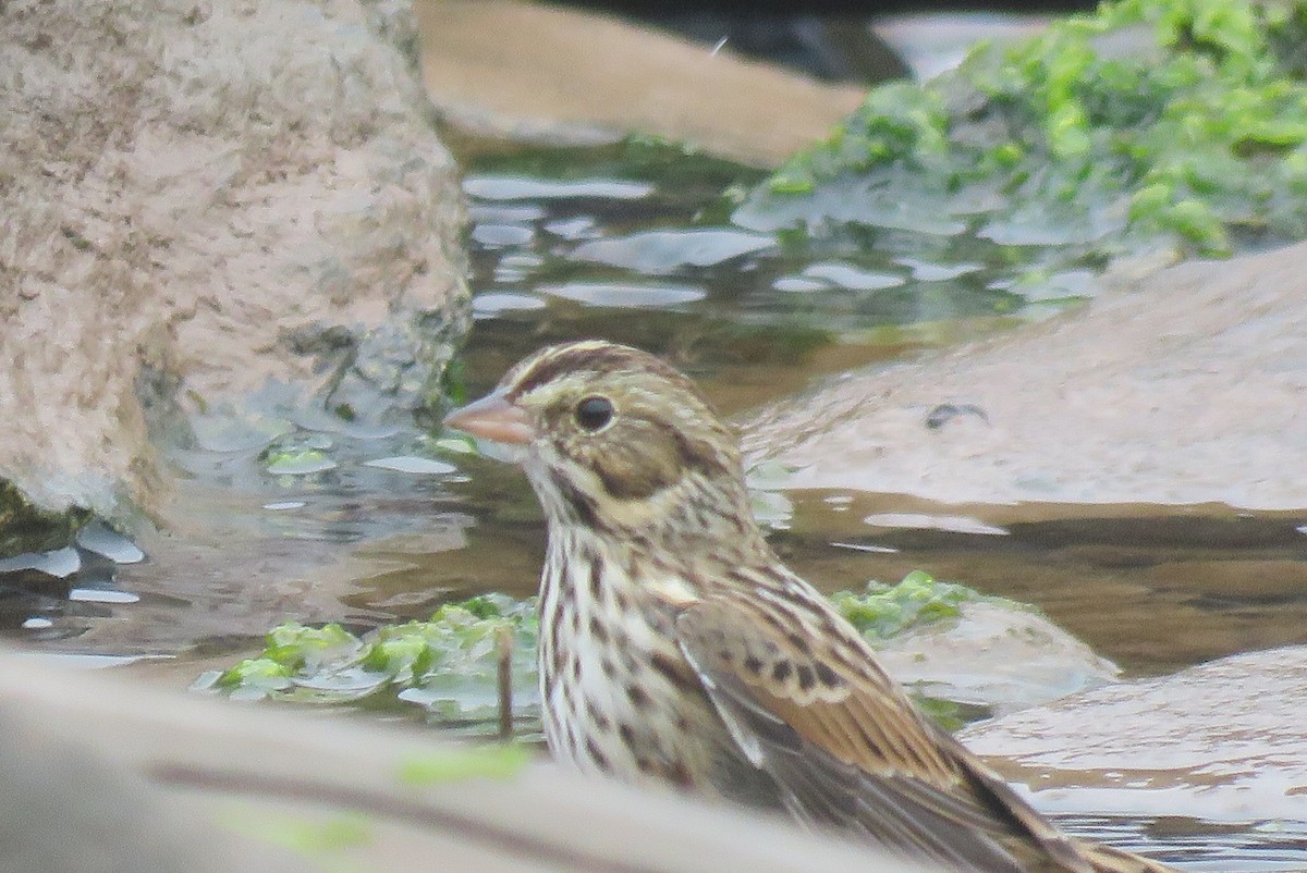 Savannah Sparrow - ML642185275