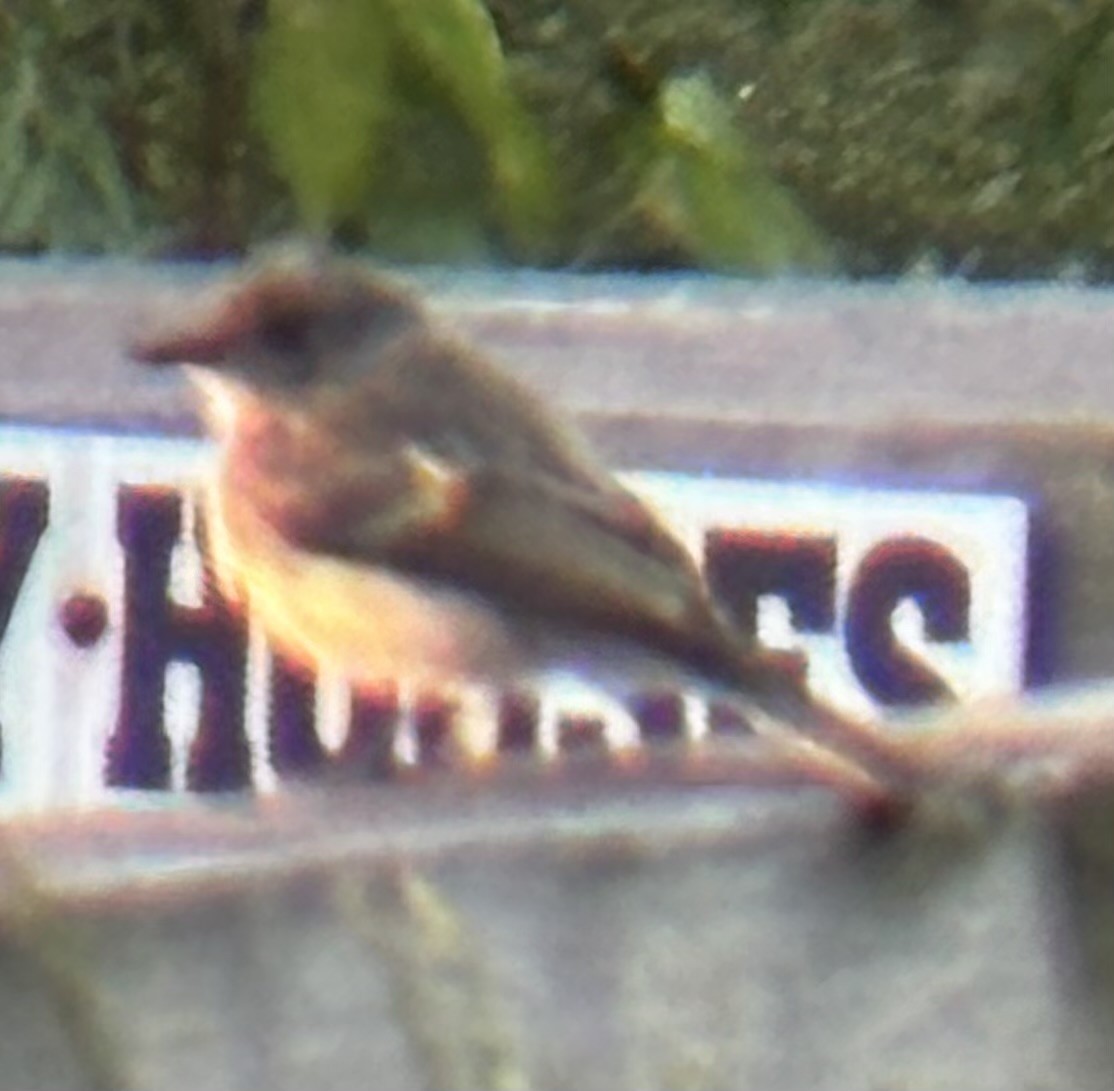 Eastern Phoebe - ML642185276