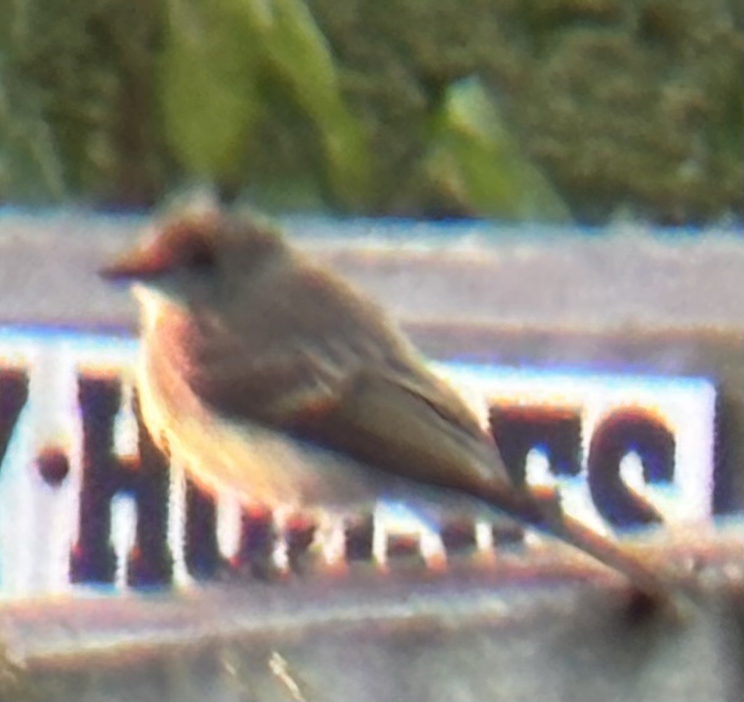Eastern Phoebe - ML642185277