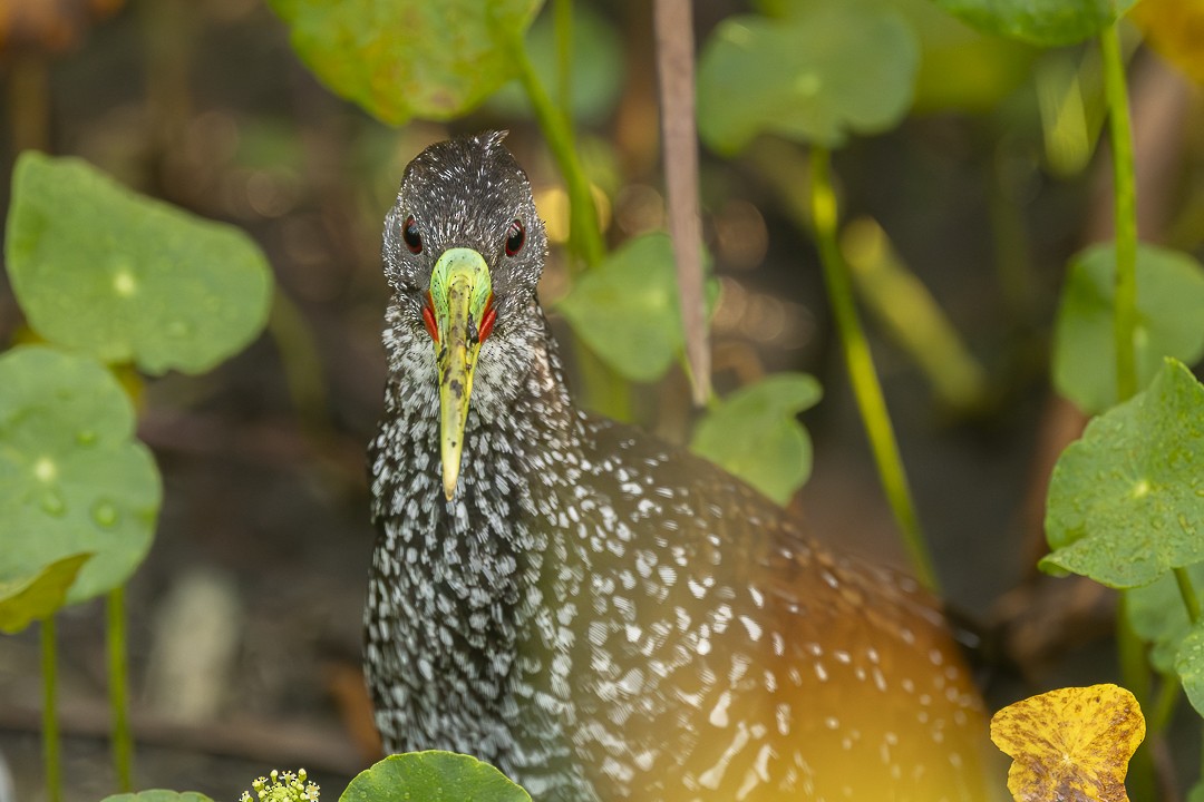 Spotted Rail - ML642185278