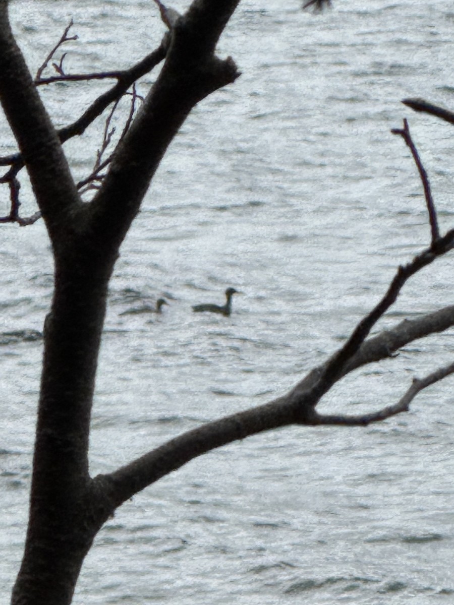 Red-breasted Merganser - ML642185284