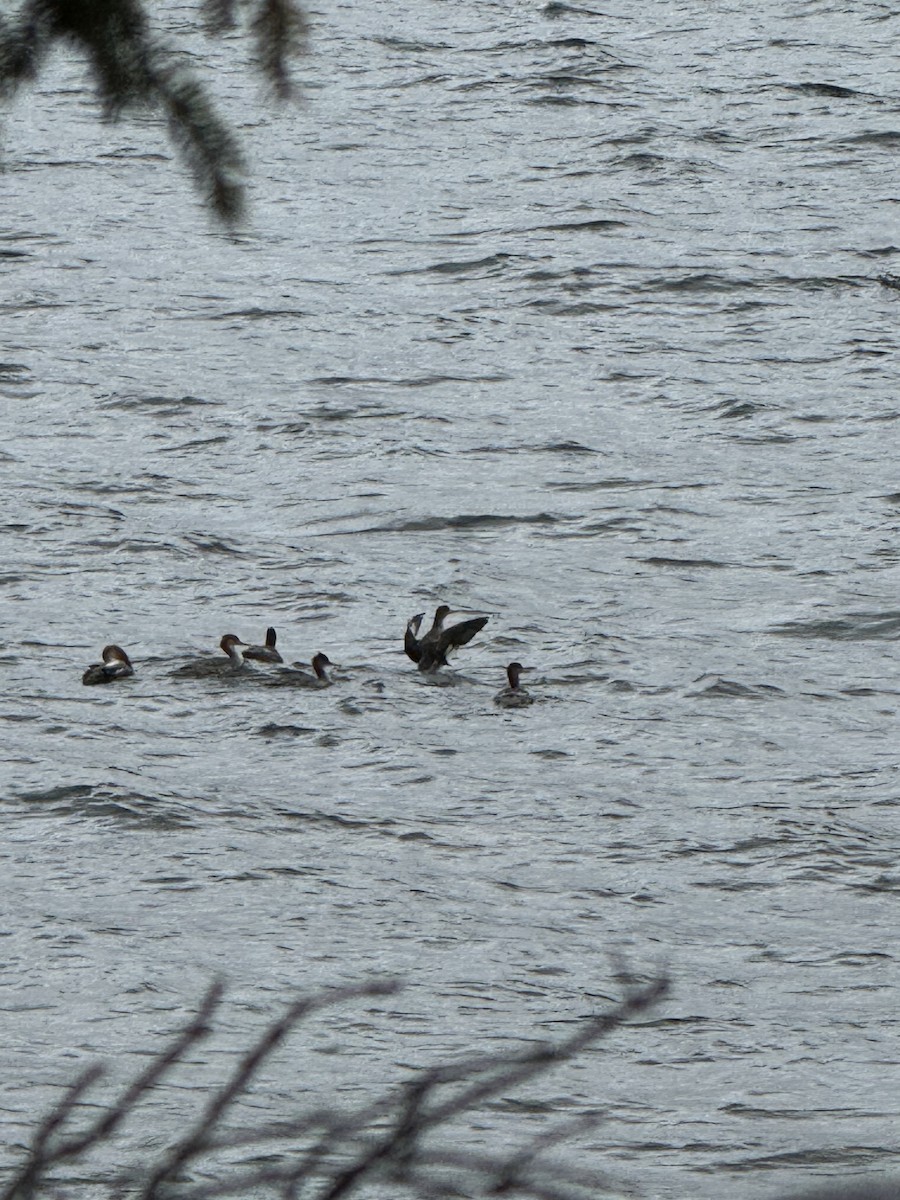 Red-breasted Merganser - ML642185285