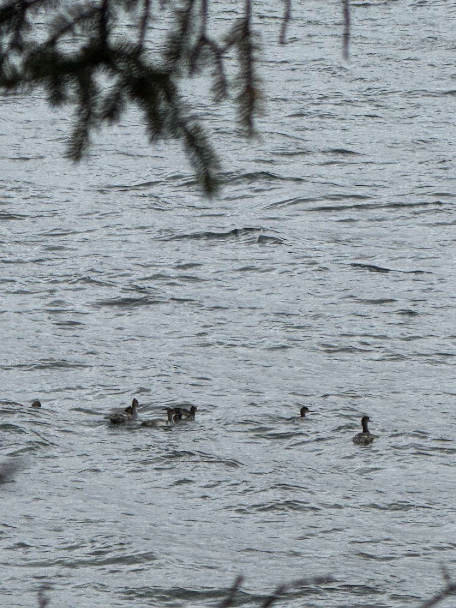 Red-breasted Merganser - ML642185286