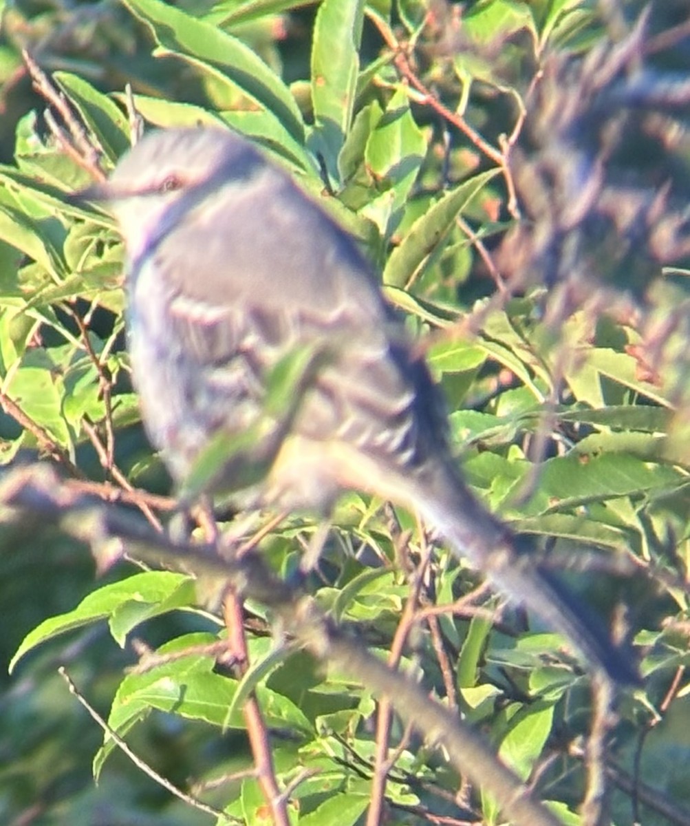 Northern Mockingbird - ML642185290