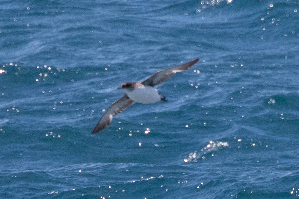 Fluttering Shearwater - ML642185291