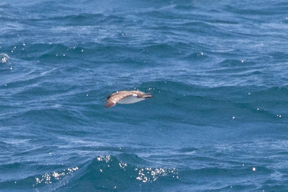 Fluttering Shearwater - ML642185292