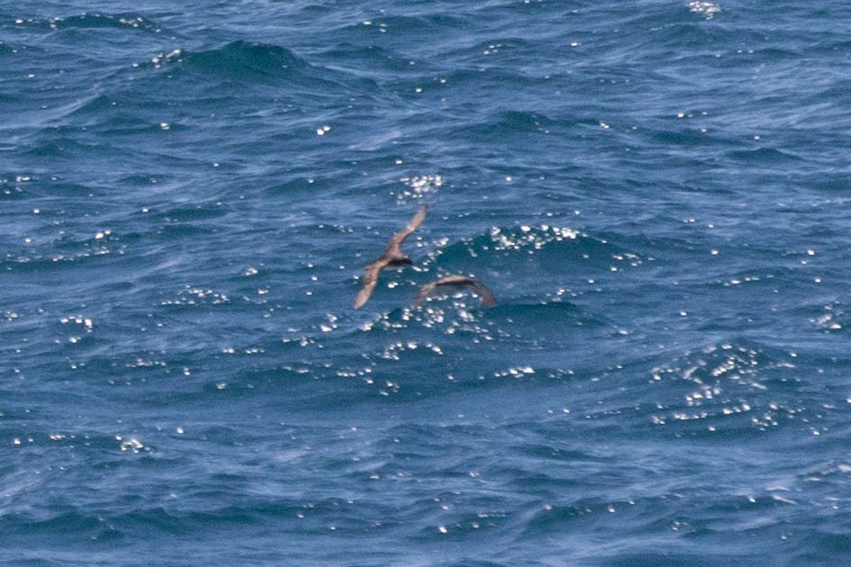 Fluttering Shearwater - ML642185293