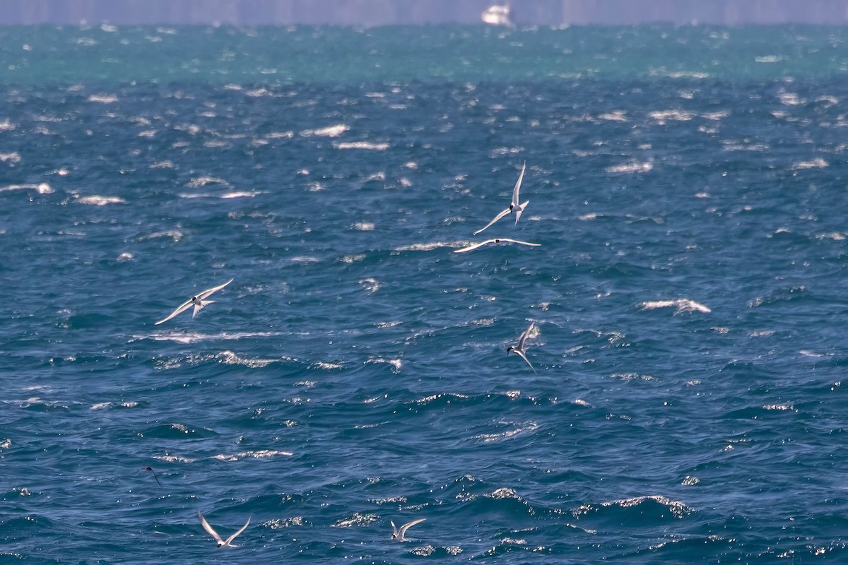 White-fronted Tern - ML642185301