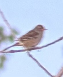 White-crowned Sparrow - ML642185304