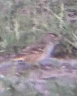 White-crowned Sparrow - ML642185305