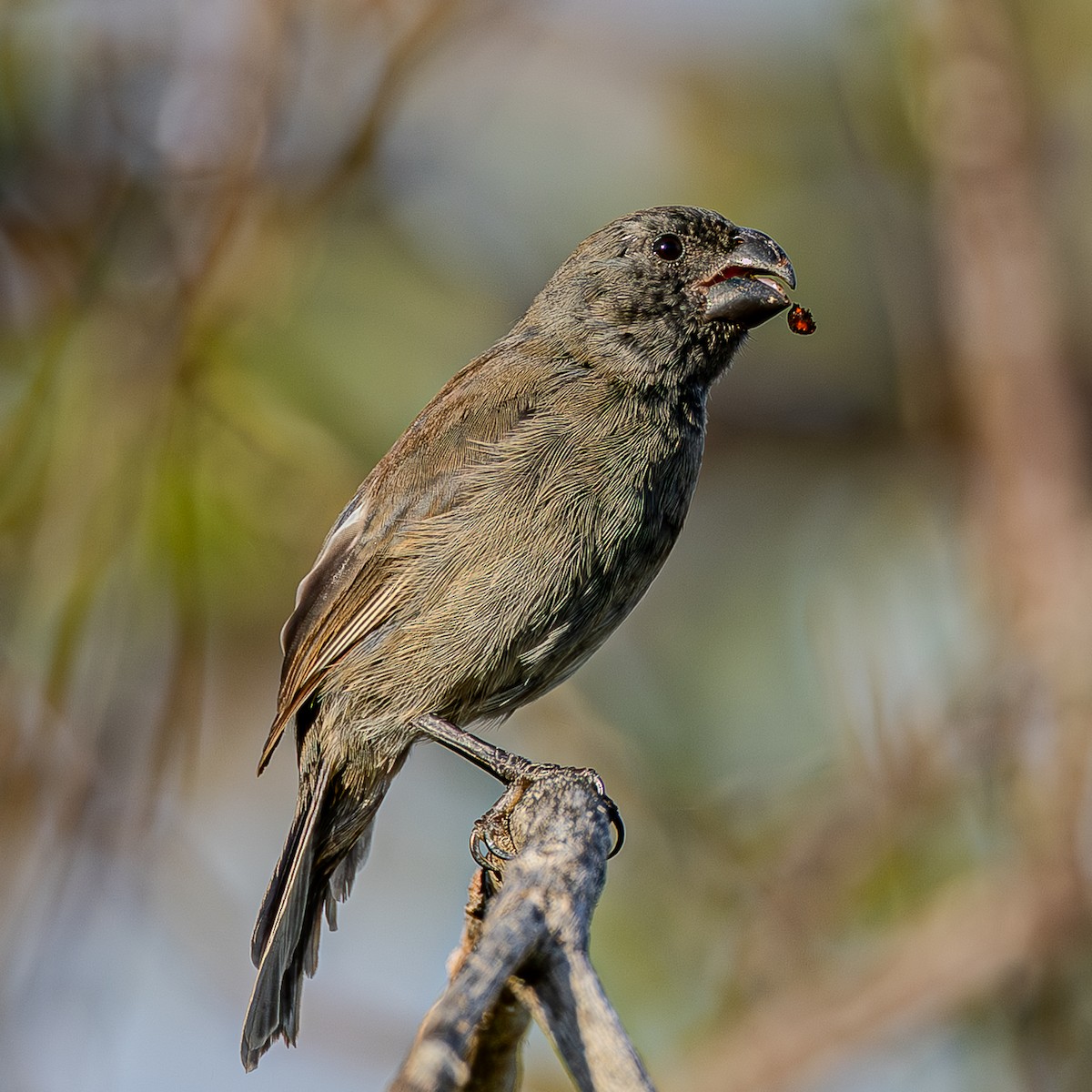 Grand Cayman Bullfinch - ML642185307