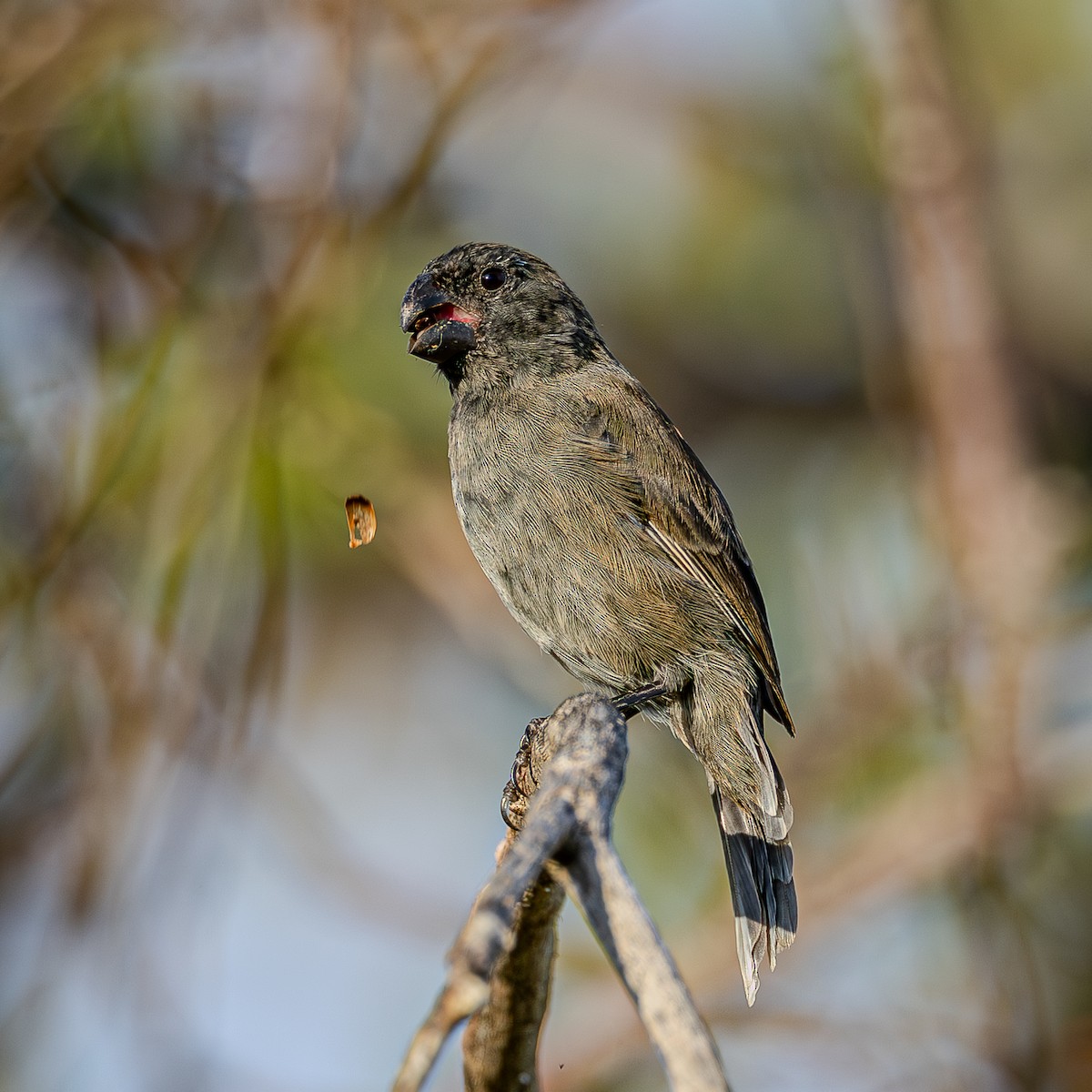 Grand Cayman Bullfinch - ML642185308