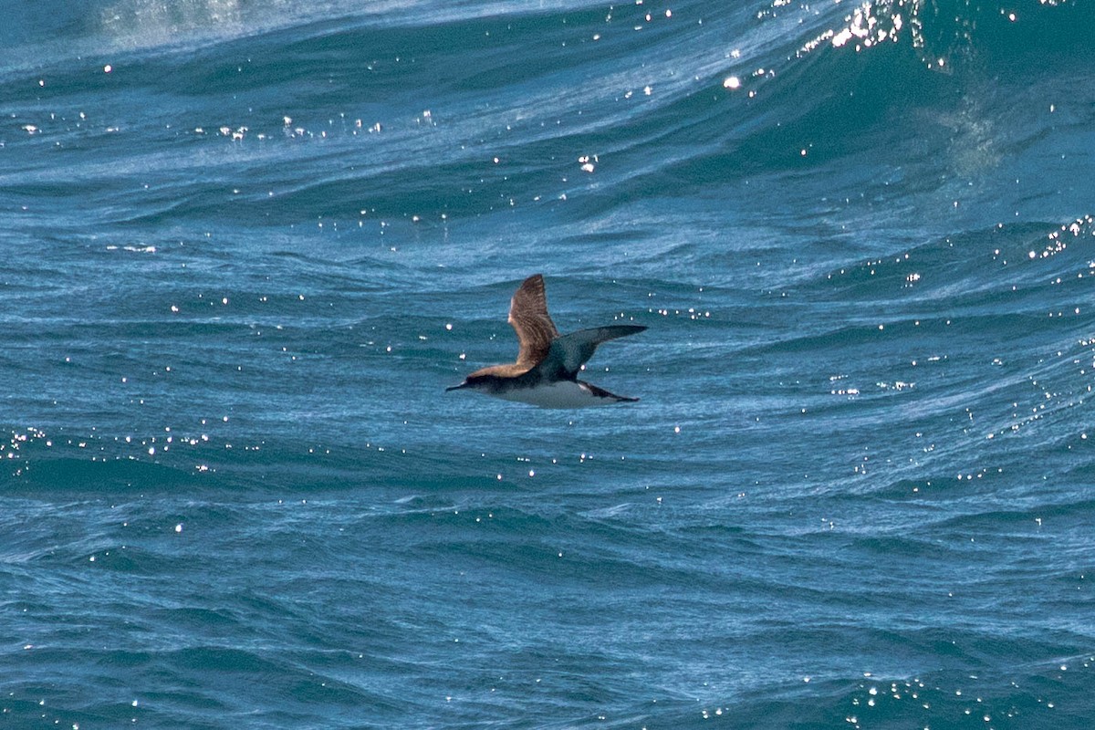 Fluttering Shearwater - ML642185335