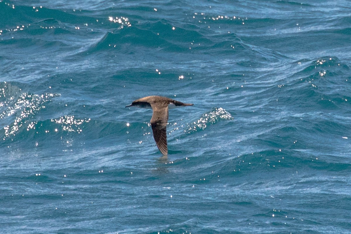 Fluttering Shearwater - ML642185336