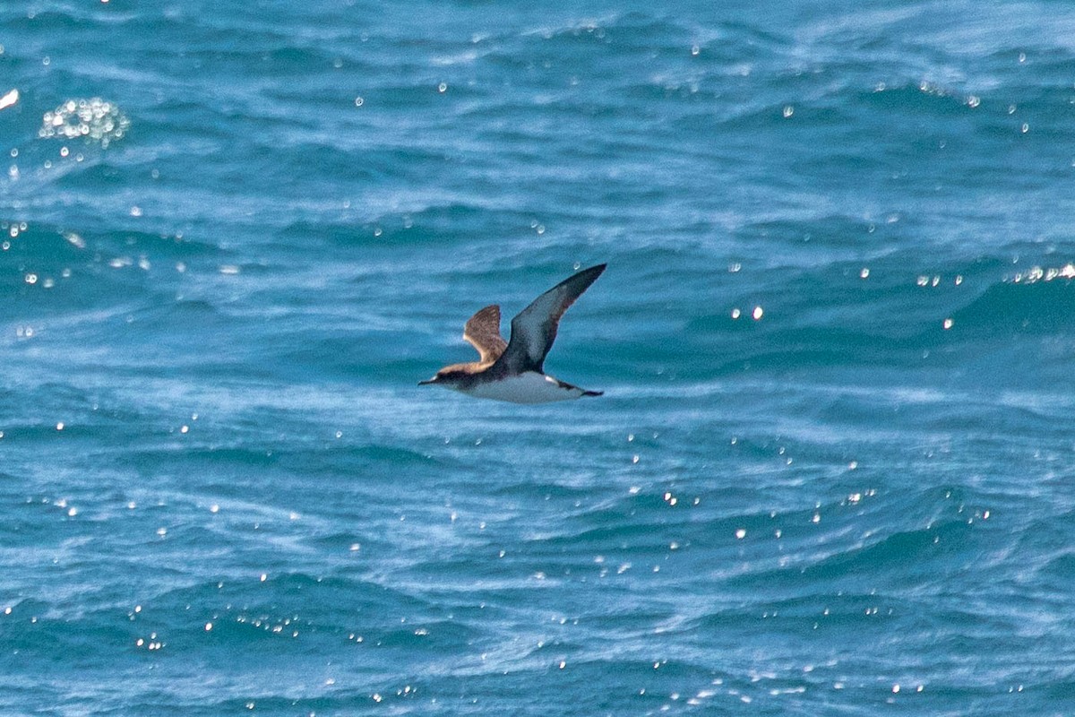 Fluttering Shearwater - ML642185337