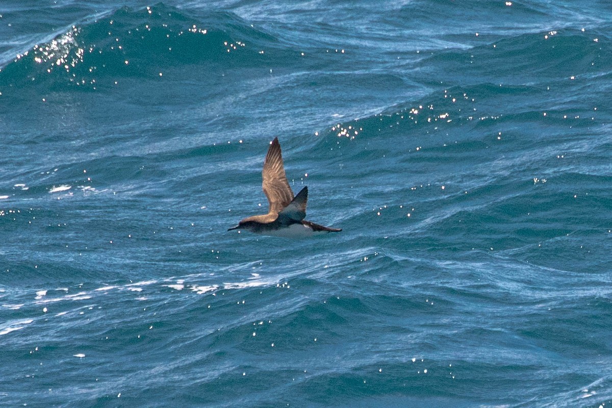 Fluttering Shearwater - ML642185338