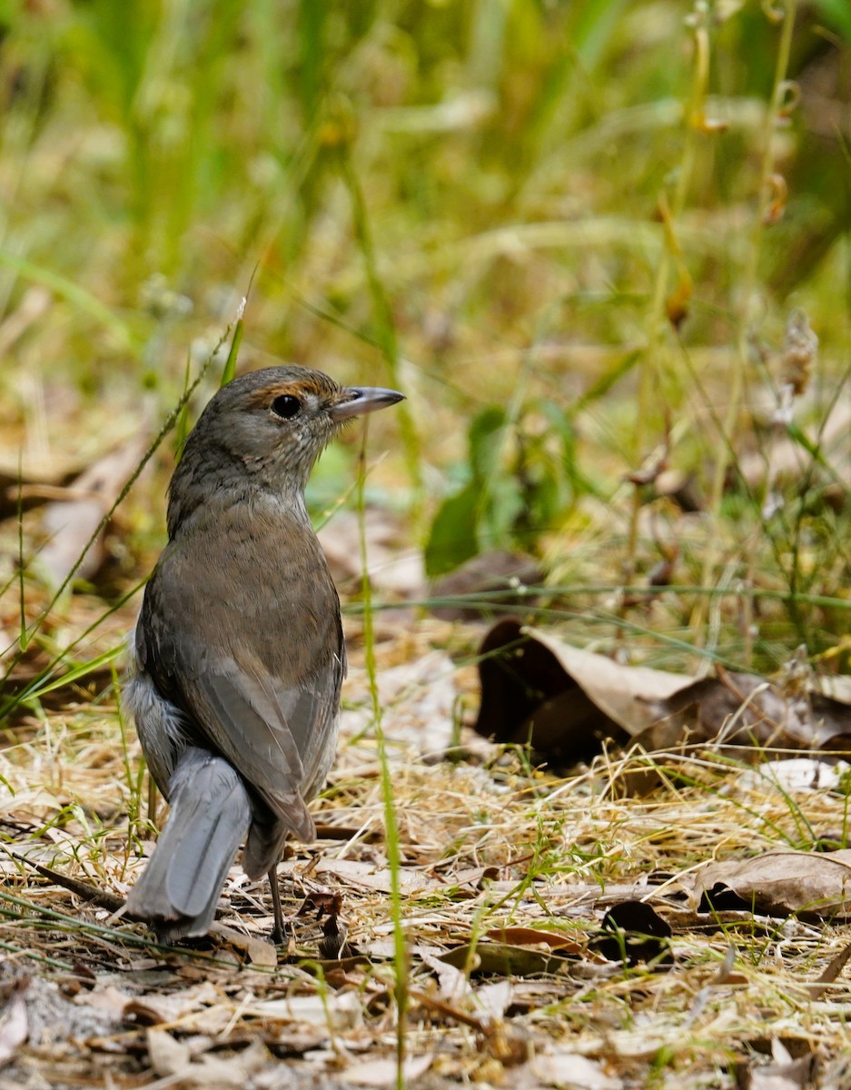 Gray Shrikethrush - ML642185340