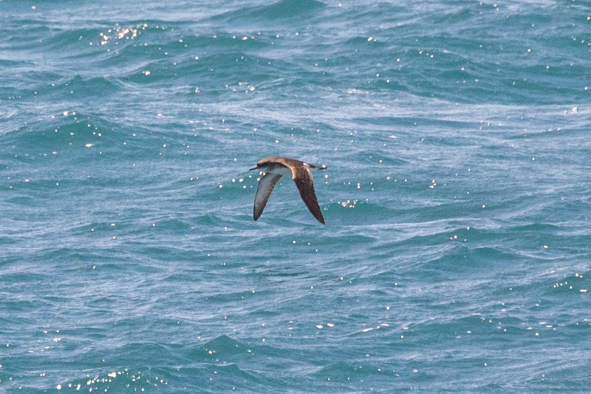Fluttering Shearwater - ML642185353