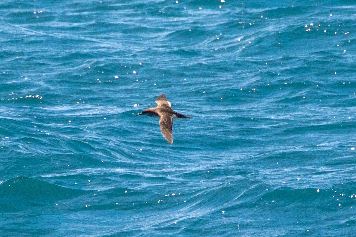 Fluttering Shearwater - ML642185354