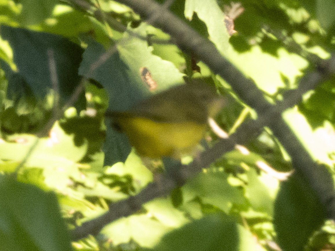 Mourning Warbler - ML642185355