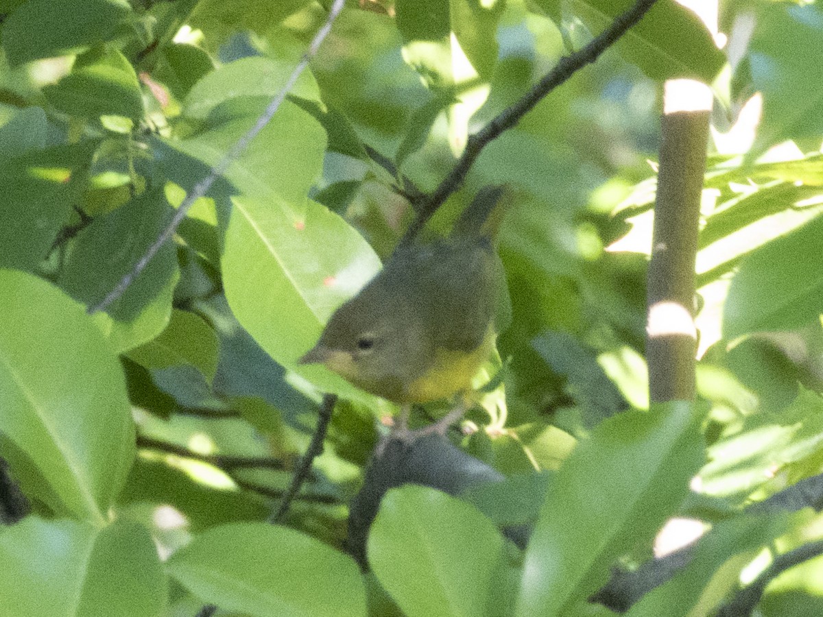 Mourning Warbler - ML642185357