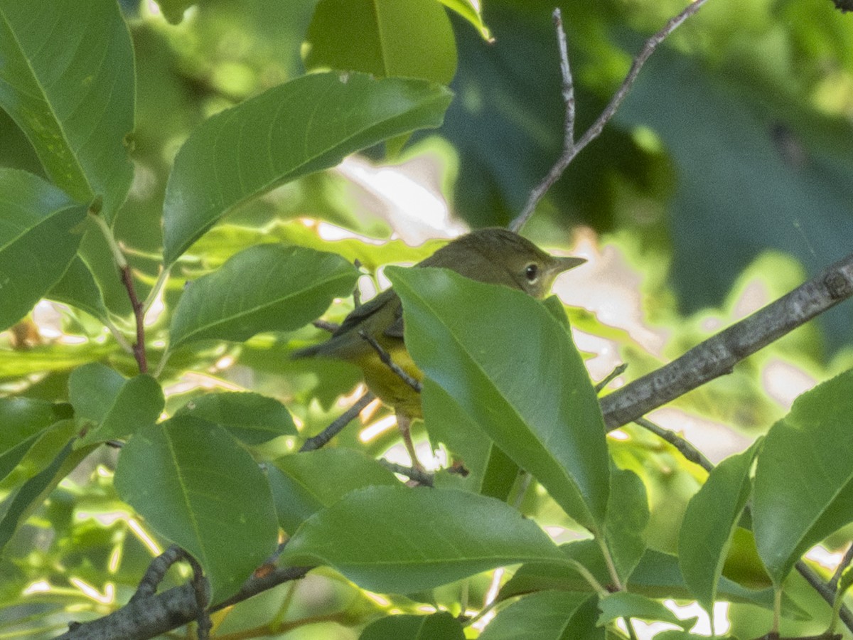 Mourning Warbler - ML642185358