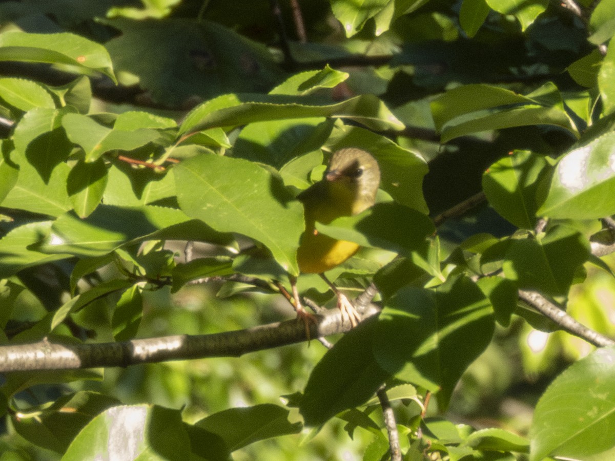 Mourning Warbler - ML642185359