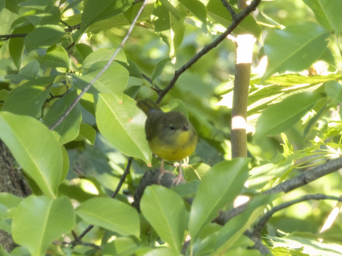 Mourning Warbler - ML642185360