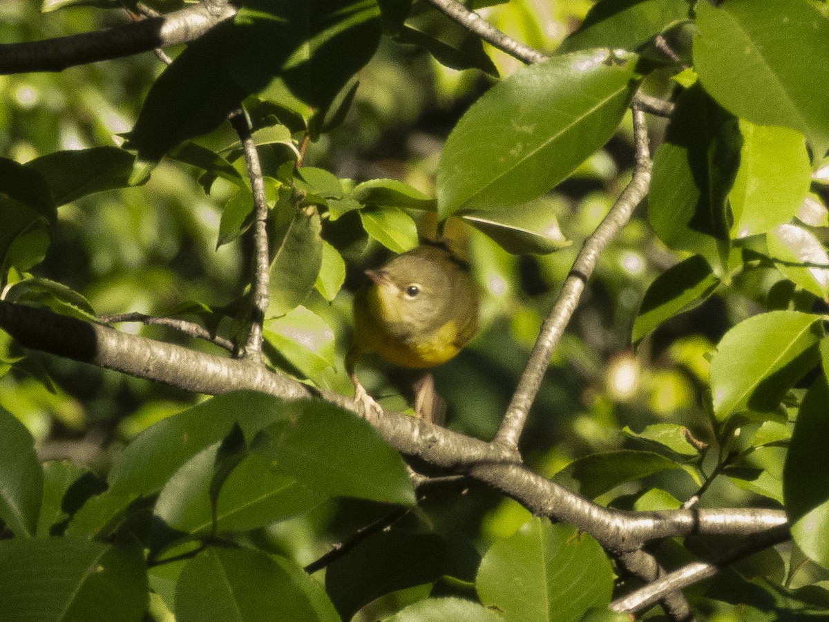 Mourning Warbler - ML642185361