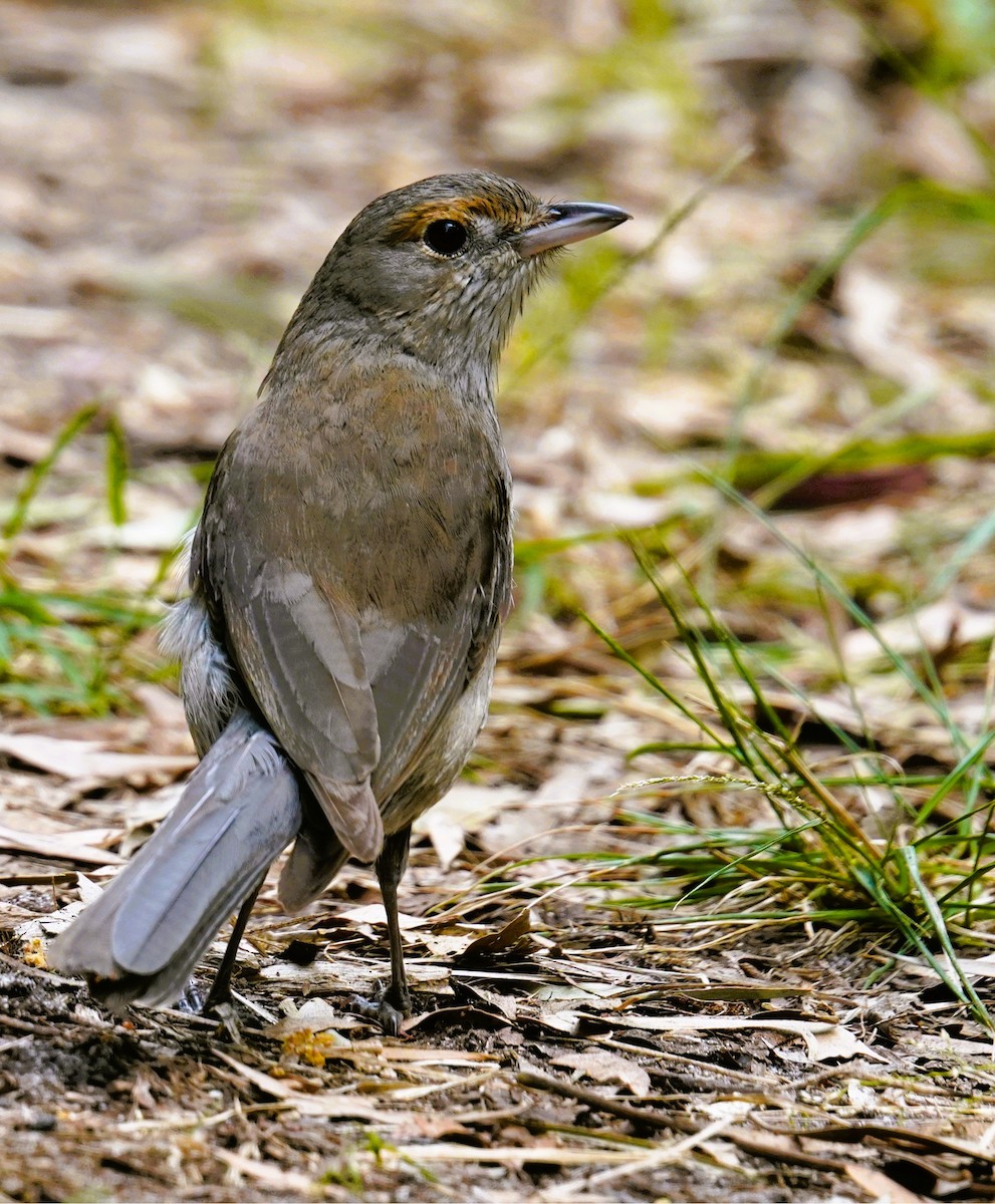 Gray Shrikethrush - ML642185373