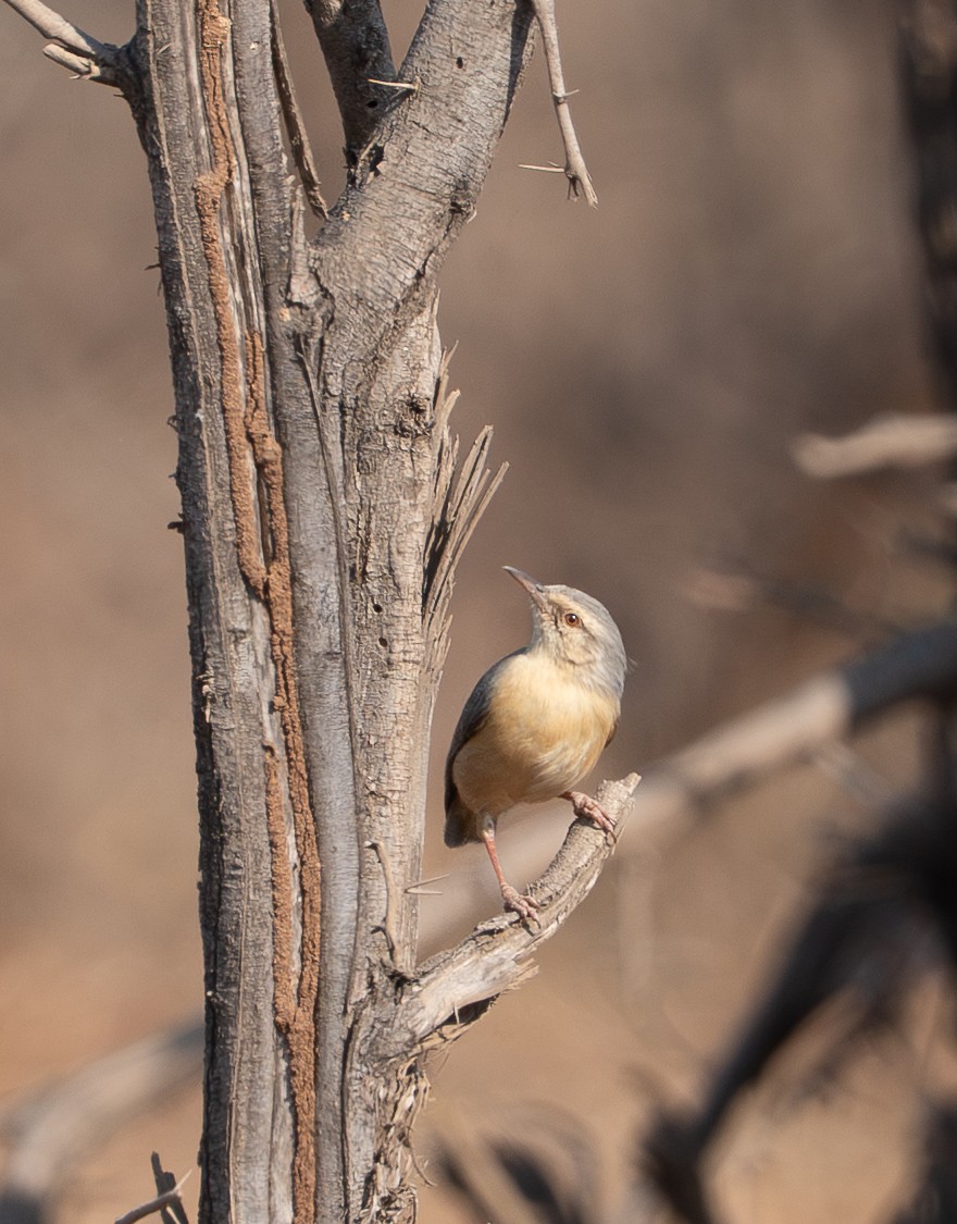 Long-billed Crombec - ML642185378