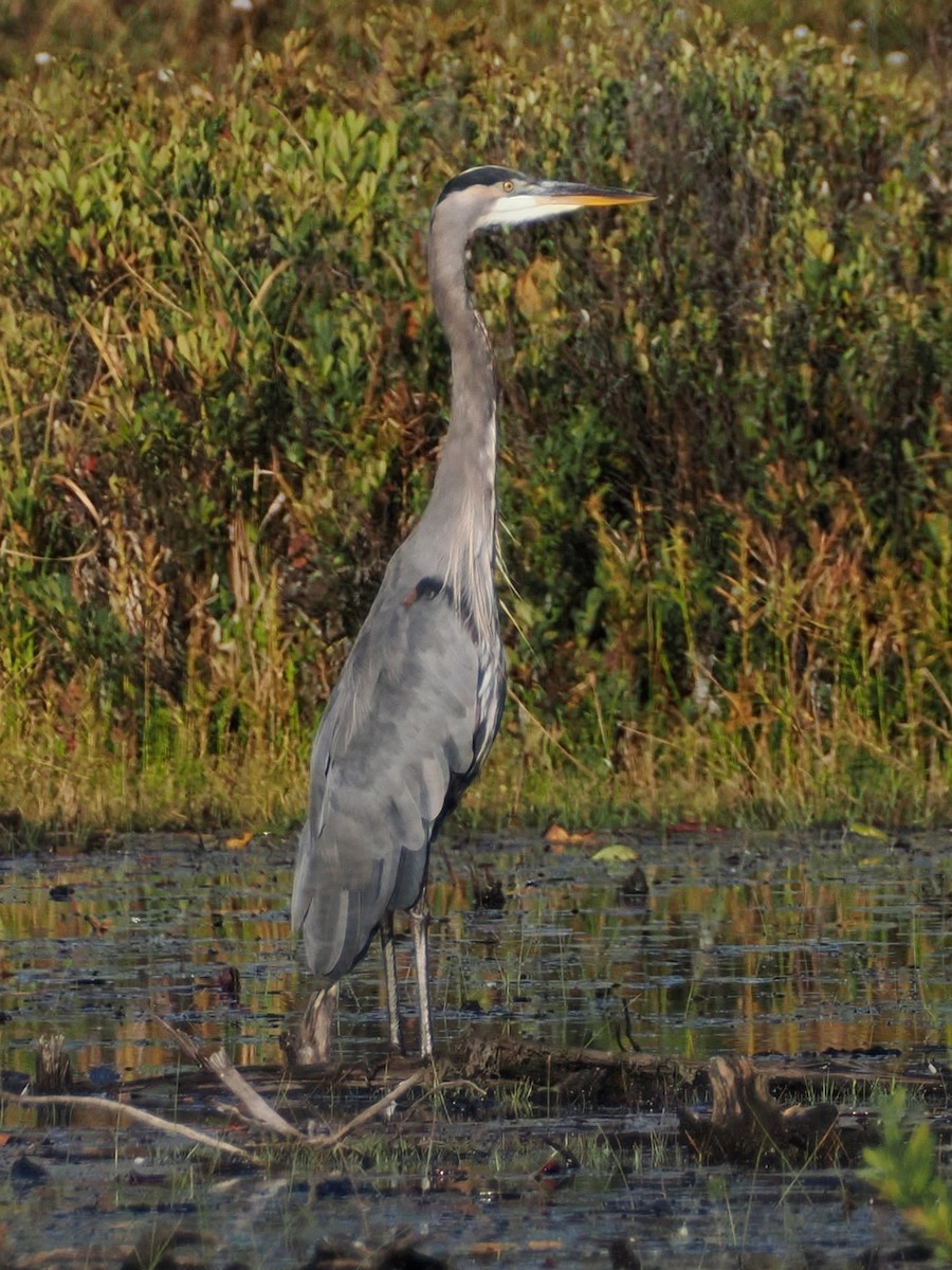 Great Blue Heron (Great Blue) - ML642185379