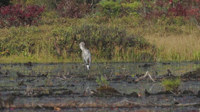 Great Blue Heron (Great Blue) - ML642185383