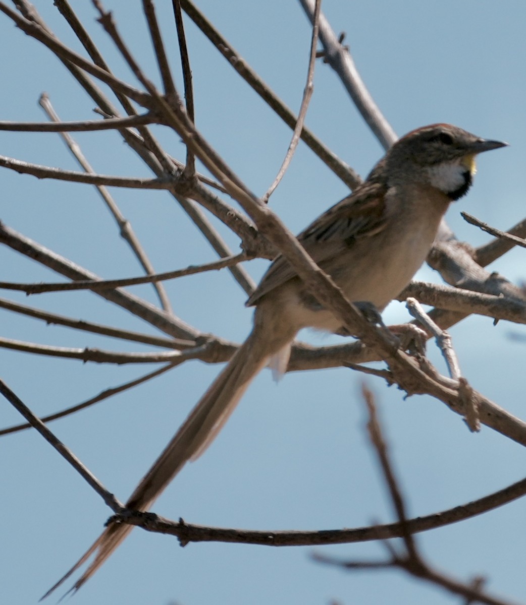 Chotoy Spinetail - ML642185386