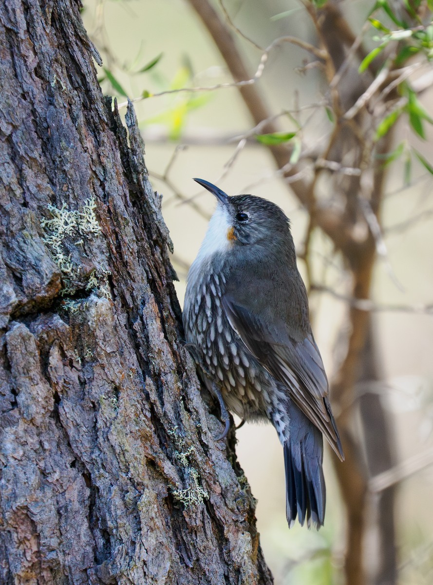 White-throated Treecreeper - ML642185391
